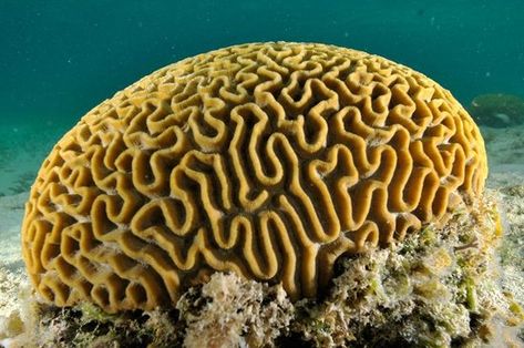 Image result for brain coral Coral Texture, Coral Painting, Hard Coral, Brain Coral, Sea Anemone, Coral Art, Coral Pattern, Coral Design, Sea Coral