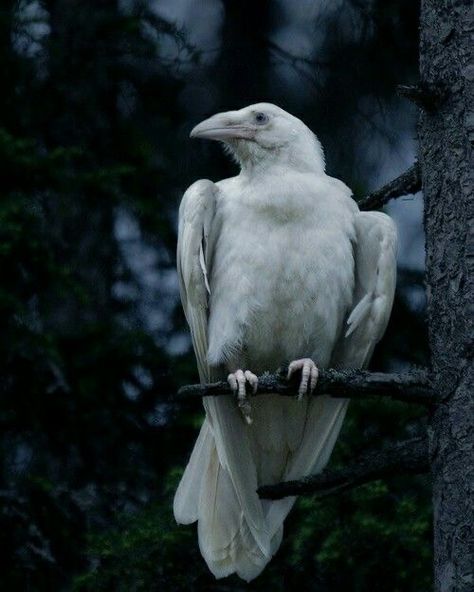 White Raven, White Crow, Albino Animals, Raven Art, Crows Ravens, The Crow, White Bird, Kraken, Dark Forest