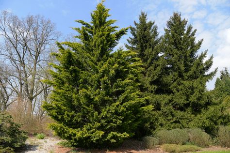 Learn how to grow Leyland cypress trees (Cupressocyparis leylandii), evergreens often used for fast-growing privacy screens or Christmas trees. Leland Cypress Trees, Leland Cypress, Leyland Cypress Trees, Italian Cypress Trees, Green Giant Arborvitae, Giant Arborvitae, Emerald Green Arborvitae, Albizia Julibrissin, Fast Growing Evergreens