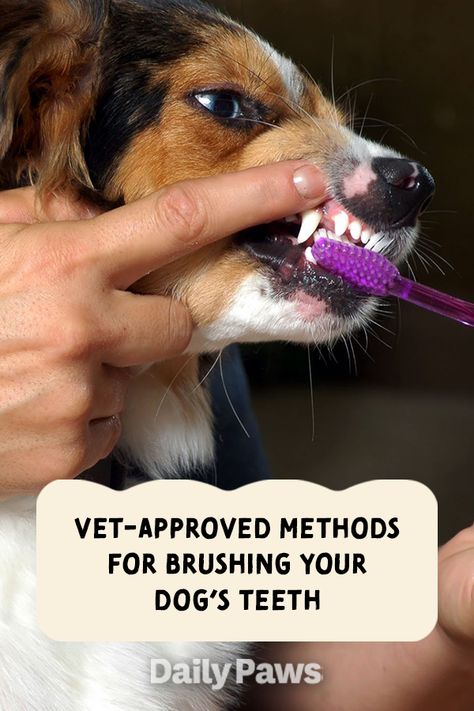 Dog Teeth Brushing, Dog Bad Breath Remedy, Clean Dogs Teeth, Brushing Dogs Teeth How To, Dog Toothpaste Recipe, Diy Dog Toothpaste, Homemade Dog Toothpaste, Dog Teeth Care, How To Brush Your Dogs Teeth