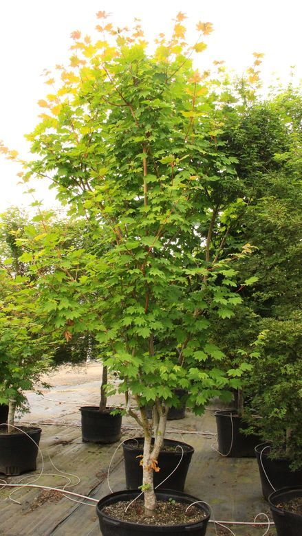 Spring leaves are light green on red bark! Summer leaves are light green with a cast of orange or pink on yellow-green stems. Fall leaves are yellow on bright red stems. Truly remarkable twig coloring which changes so nicely through the seasons! Acer Garden, Vine Maple, Summer Leaves, Spring Leaves, Red Vines, Garden Fire Pit, Decks And Porches, Back Garden, Dundee