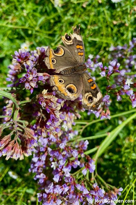 Are you interested in how to attract butterflies? This guide on attracting butterflies to your garden will give you butterfly gardening ideas & tips. A butterfly friendly garden, butterfly garden, back yard butterfly garden, & butterfly habitat are simple to create with these butterfly gardening tips & butterfly gardening ideas. Be sure to include a butterfly feeder & a butterfly puddler. You'll be joining the ranks of butterfly gardeners with butterflies in the garden in no time! Flowers In Front Yard, Attracting Butterflies, Butterfly Garden Plants, Butterfly Feeder, Butterfly Garden Design, Butterfly Habitat, Garden Butterfly, Attract Butterflies, Butterfly Garden