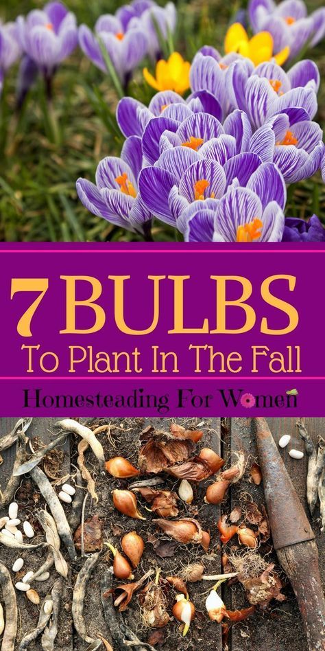 Bulbs To Plant in The Fall Bulbs To Plant In Fall, Fall Bulb Planting, Plant In Fall, Crocus Bulbs, Crocus Flower, Fall Bulbs, Homestead Gardens, Flower Bulbs, Fall Flower