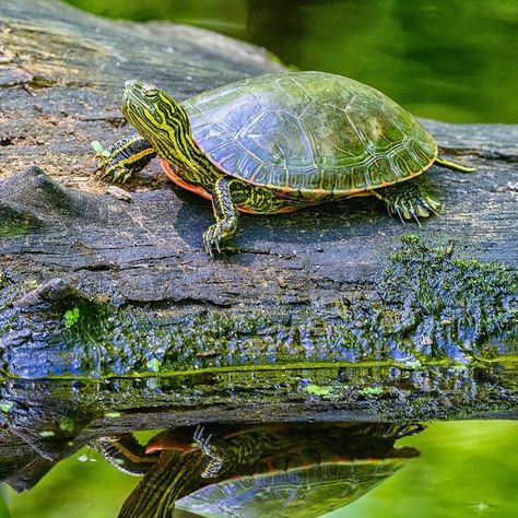 #turtle #turtles #turtleneck #turtlebay #turtletime #turtlewax #turtleman #turtlelove #turtlelife #turtlelover #turtleisland Western Painted Turtle, Pond Turtle, Two Turtles, Regard Animal, Painted Turtle, Red Eared Slider, Tortoise Turtle, Terrapin, Turtle Love