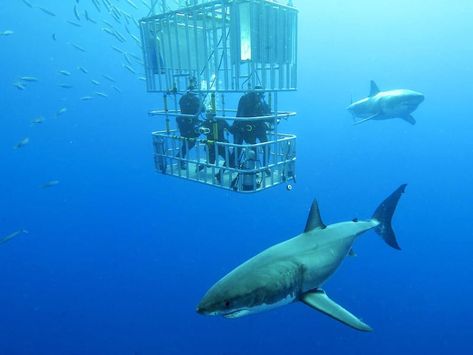 Oahu Activities, Galapagos Shark, Swim With Sharks, Swimming With Sharks, Volunteering Opportunities, Extreme Activities, Shark Cage Diving, Shark Cage, Best Places In The World