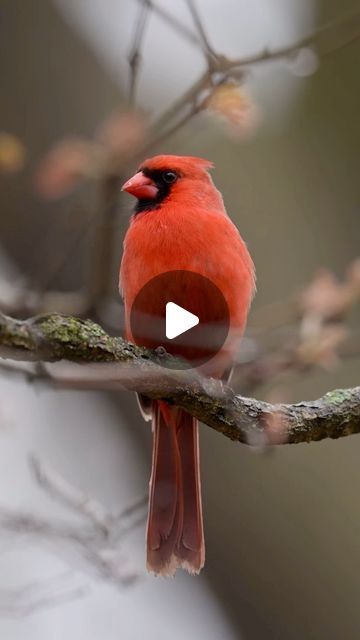 Audrey & Jason Vicks on Instagram: "We’ve recorded eye-level video of endangered birds, super-speedy birds and secretive birds, but wouldn’t you know it, no matter what we do, we just can’t get a Cardinal singing at the right height!  A bird we see every day, and who’s been singing from dawn to dusk 🤯

Here’s the best we’ve got so far. One of these days we will be able to get higher or he will finally sing lower…right? 😅

Either way, we love hearing these birds sing and interact with their mates during this season 🥰

#northerncardinal #cardinal #nikoncreators #best_birds_photography #nuts_about_birds #bestbirdpix #birdphotography  #Exclusive_bird #birdsofillinois  #songbird #birdsongs #birdsonearth #nikonoutdoors" Endangered Birds, Northern Cardinal, Birds Photography, Bird Photography, Song Bird, You Know It, Cardinals, No Matter What, Singing