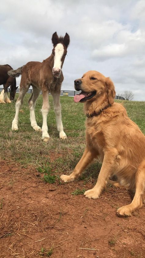 My golden loves hanging around at the farm and making new friends! Farm Dogs Aesthetic, Horse And Golden Retriever, Golden Retriever On Farm, Golden Retriever Farm Dog, Farm Dog Aesthetic, Dog Farm, Farm Dogs, Barrel Racing Horses, Horse Dressage