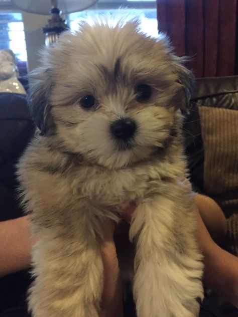 This is my sweet little angle, her name is Holly. She is a Shitzu mixed with the Maltese! Maltese Shih Tzu Puppy, Shih Tzu Maltese Mix Dogs, Shitzu Poodle Mix, Doorm Room, Shitzu Maltese, Pomeranian Mix Puppies, Shih Tzu Maltese Mix, Shitzu Poodle, Shitzu Mix