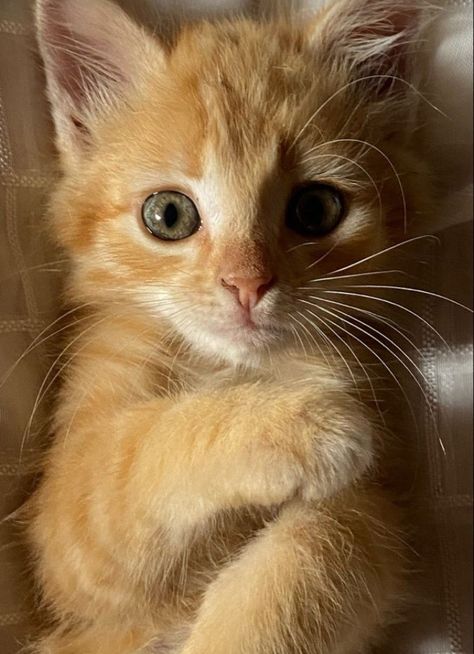 Orange Kitten, Cats Photos, Söt Katt, Silly Cats Pictures, Cute Cats Photos, Orange Cats, Pretty Animals, Fluffy Animals