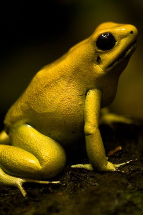 This tiny and brightly colored frog is one of the largest of poison dart frogs and can grow up to 5 cm. Inhabiting the small range of rain forests along Colombia’s Pacific coast, it is one of the most deadly species. A single frog carries 1,900 micrograms of poison which is so potent that it can kill ten grown men. But what makes the amphibian especially dangerous is that its poison in its glands is beneath its skin, so any reckless animal merely touching it would be in trouble immediately. Frog Bread, Frog Pose Yoga, Frog Crafts Preschool, Frog Rings, Frog Pose, Dancing Frog, Most Dangerous Animals, Frog Craft, Frog Hoodie