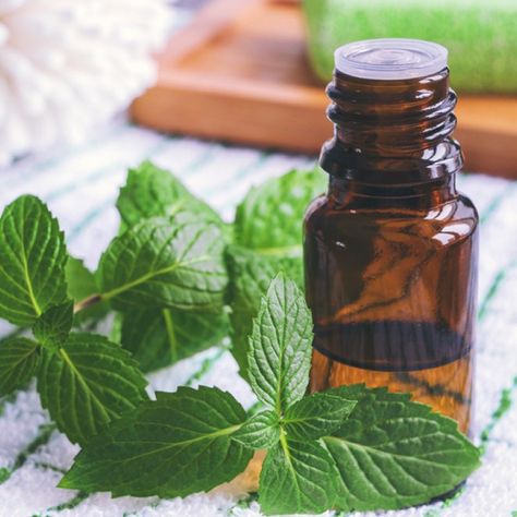 Top 15 Peppermint Oil Uses and Benefits, for Gut Health, Headaches & More by @draxe Peppermint Oil Uses, Peppermint Oil Benefits, Chest Congestion Remedies, Congestion Remedies, Sleep Insomnia, Spearmint Essential Oil, Chest Congestion, Patchouli Essential Oil, Essential Oils For Hair