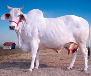 white sacred cow | Indian Sacred Cow on the verge of Extinction - Politics & Daily News ... Cow Indian, Tharparkar Cow, The Cow, Indian Cow Photo, Desi Cow, Indian Cow, Breeds Of Cows, Cow Photography, Cow Photos