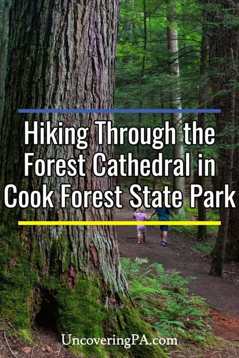 The Forest Cathedral in Cook Forest State Park in Pennsylvania is one of the state's most incredible hiking destinations. Find out everything you need to know to visit this beautiful spot. Cook Forest State Park Pa, Cooks Forest Pennsylvania, Forest Cathedral, Pennsylvania Hikes, Majestic Forest, Pennsylvania Travel, Forest Trail, New Castle, Beauty Spot