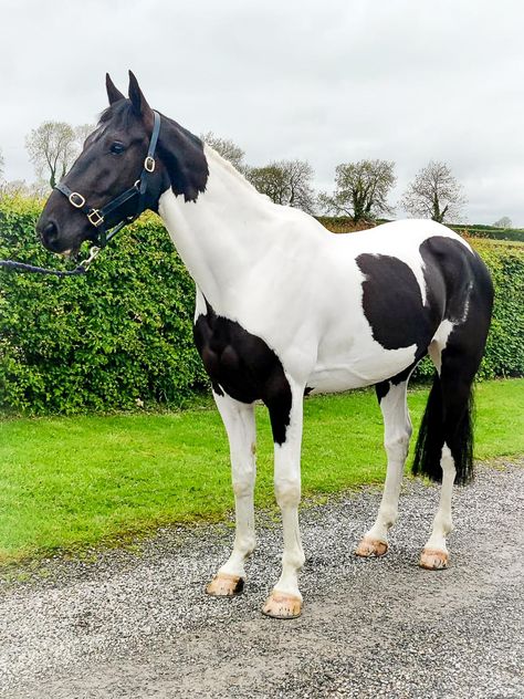 Irish Sport Horse, Indian Horses, American Paint Horse, Pinto Horse, Horse Trainer, Animals Amazing, Horse Aesthetic, Dressage Horses, Horse Pattern