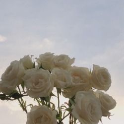 Let all that you do, be done in Love. Minimal Aesthetic, White Aesthetic, Pretty Flowers, White Roses, Flowers Plants, My Aesthetic, The Sky, We Heart It, Ios