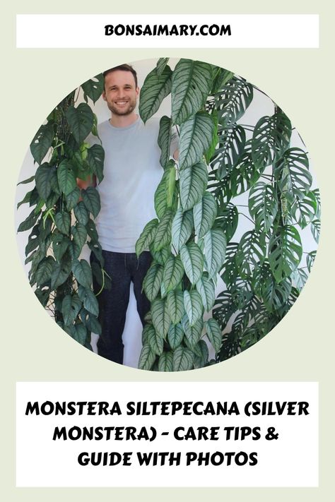 Embark on a journey into the silver-hued wonderland of Monstera Siltepecana with our comprehensive guide, weaving together expert care tips and mesmerizing photos that showcase the plant's unique beauty. Uncover the secrets to nurturing this captivating foliage in your own space, and let the enchantment of Silver Monstera elevate your botanical experience – click to delve into the full article and follow us for a continual cascade of green inspiration! Monstera Siam, Monstera Siltepecana, Green Inspiration, Unique Beauty, Outdoor Areas, Top Tips, Care Tips, House Plants, Weaving