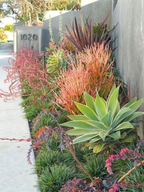 The Pencil Cactus…the new ‘IT’ plant. | Design Lovin' Succulent Garden Landscape, Pencil Cactus, Cheap Landscaping Ideas, Succulent Landscape Design, Modern Front Yard, Small Front Yard Landscaping, Drought Tolerant Landscape, Succulent Landscaping, Backyard Plants