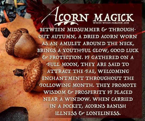 Acorn Magick – WhiteWitchParlour.com Acorn Meaning, The White Witch, Witch Tools, Magickal Herbs, Wiccan Witch, Eclectic Witch, Wiccan Spell Book, Herbal Magic, White Witch