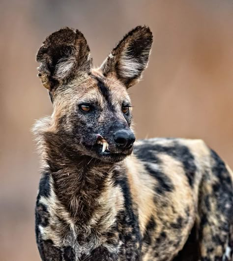 Hyena Aesthetics, Cool Animals, Funny Wildlife, Wild Dog, African Wild Dog, Photographie Portrait Inspiration, Animal Study, Interesting Animals, Pretty Animals