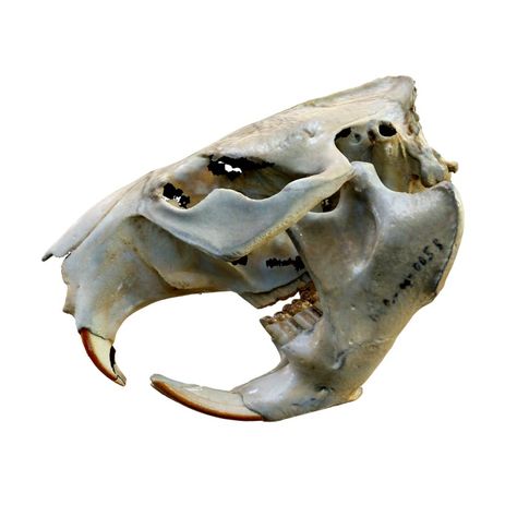 Beaver skull 3D models download,and view in VisionPro, Meta Quest - Freecreat Beaver Skull, Herbivorous Animals, White Rhinoceros, Apple Vision Pro, Shark Hat, Stone Chimney, Amazon Parrot, Mixed Reality, 3d Image