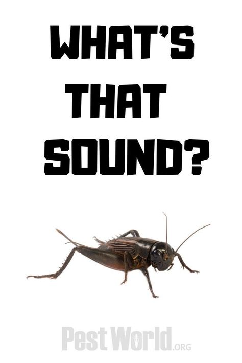 House crickets rub their legs together to make a chirping noise that helps them attract mates. Sound