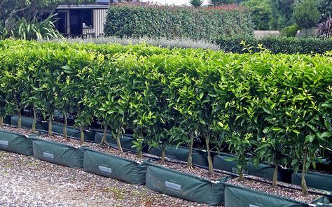 Pleached Hedge, Hedge Plants, Citrus Tree, Townhouse Garden, Garden Hedges, Citrus Plant, Front Garden Design, Living Walls, Budget Garden