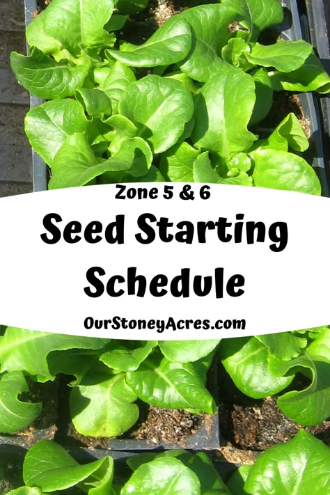 Seed Starting Schedule Zone 6, Gardening In Zone 6, Zone 5 And 6 Gardening, Perennial Herbs In Zone 6, Zone 5 Garden Layout, Zone 5 Vegetable Gardening, Zone 5 Seed Starting Calendar, Zone 6 Seed Starting Chart, Zone 6a Planting Schedule