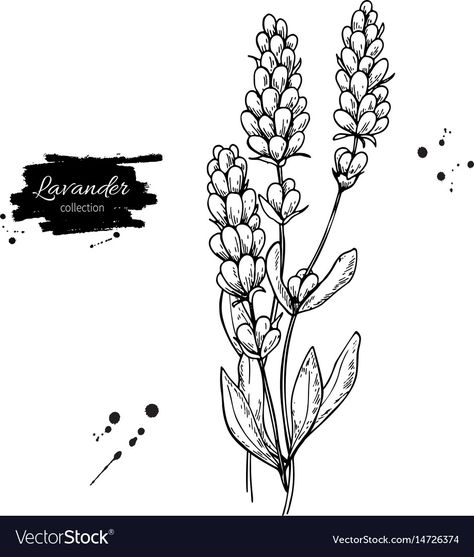 Lavender Sketch Simple, Lavander Drawings Simple, Flower Drawing Lavender, Lavender Drawing Simple, Lavender Line Drawing, Lavender Flower Drawing, Lavender Template, Wild Sketch, Lavender Drawing