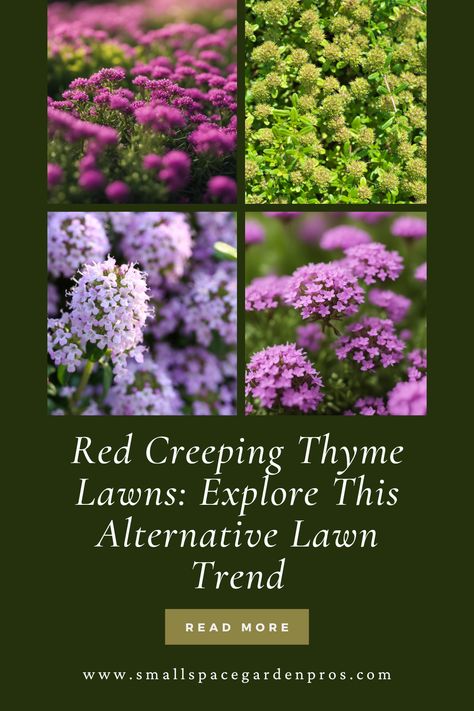 Transform your garden with the vibrant hues of Red Creeping Thyme Lawns! 🌿🏡 Explore our detailed guide delving into the pros and cons of these captivating crimson carpets as a garden alternative. From lush aesthetics to maintenance considerations, uncover the intricacies of incorporating Red Creeping Thyme. Elevate your landscape with this eye-catching and versatile addition! #CreepingThymeLawns #GardenProsAndCons #LawnAlternatives #GardenDesign #LandscapingIdeas Creeping Thyme Lawn, Thyme Lawn, Red Creeping Thyme, Lawn Alternative, Wooly Thyme, Grass Alternative, Creeping Thyme, Pulling Weeds, Lawn Alternatives