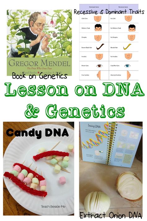 Last week at my homeschool co-op class, I taught our Magic School Bus Science class and did a lesson all about DNA and Genetics. It was a really fun lesson to prepare and to teach and I wanted to share some of the DNA teaching resources I used to help you teach on this subject. … Dna Lesson, Projects For High School Students, Genetics Activities, Dna Activities, 7th Grade Science, 8th Grade Science, 6th Grade Science, Genetic Engineering, Teaching Biology