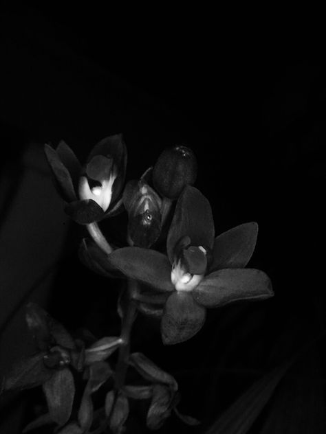 Black Orchids Aesthetic, Dark Orchid Aesthetic, Black Orchid Aesthetic, At Night Aesthetic, Ghost Orchid, Dark Orchid, Cat Phone, Black Night, Dark Flowers