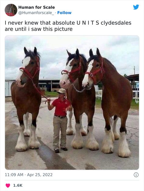 Clydesdale, A Man, Horses, Road, Red