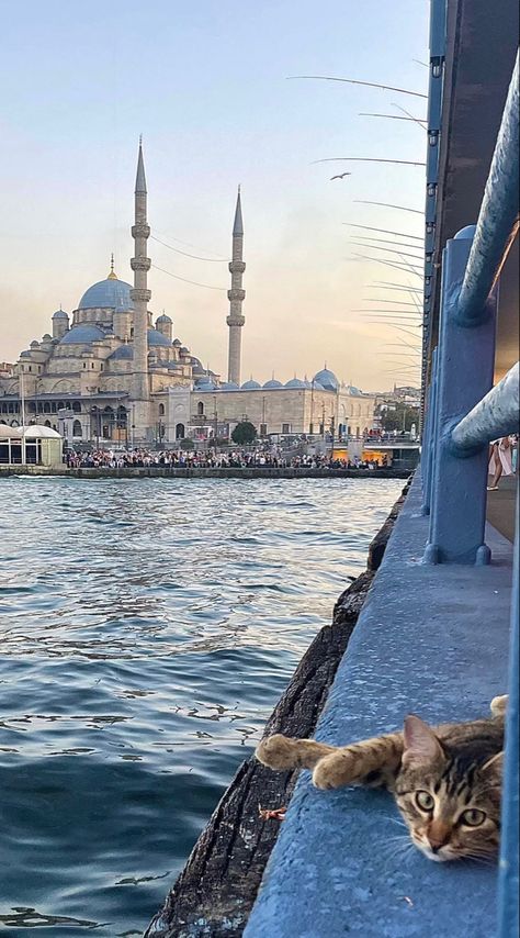 Istanbul Turkey Cats, Cats Of Istanbul, Cats In Turkey, Cats Islam, Istanbul Turkey Aesthetic, Turkey Vibes, Cats Istanbul, Istanbul Cats, Istanbul Summer