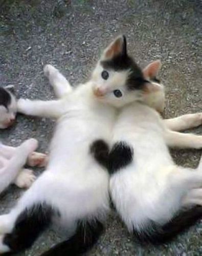 Happy valentines day to you and your cats!  Red Oak Apartment Homes in New Hampshire is pet friendly. We offer dog friendly options at some of our Manchester and Milford locations. Cats are accepted at every Red Oak apartment. Call us at 603-668-8282. Www.redoakproperties.com. On The Ground, Kittens, Black And White, White, Black