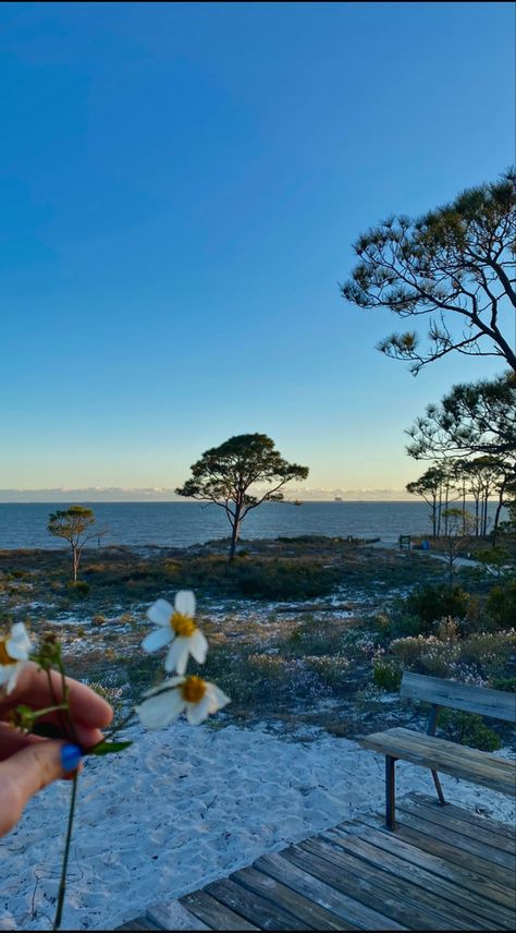 Dolphin Island Alabama, Easter Island Aesthetic, 2024vision Board, Dauphin Island Alabama, Dauphin Island, Beach Flowers, Easter Island, Beach Pics, My Happy Place