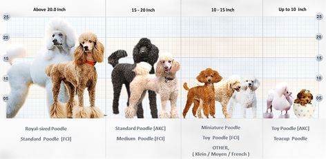 Poodle Sizes Chart, Poodle Sizes, Toy Poodle Size, Best Family Dog, Best Family Dogs, Micro Poodle, Giant Poodle, Breeding Business, Puppy Photoshoot