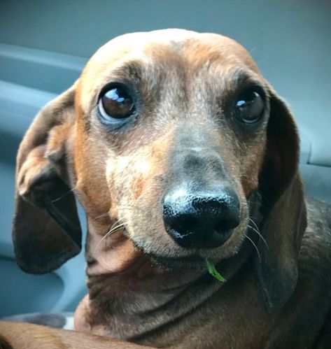 Silver Dapple Dachshund Miniature, Beagle Dachshund Mix Dogs, Sausage Dog Dapple, Shaded Red Long Haired Dachshund, Dachshund Rescue, Ellicott City, Dog Information, Go Outside, Large Dogs