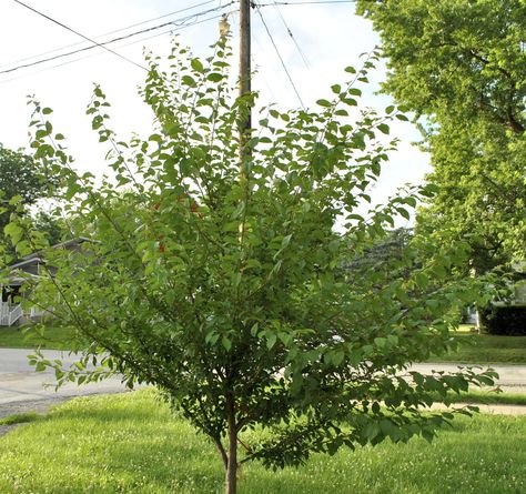 Plum Tree Needs Summer Pruning Pruning Plum Trees, Pruning Apple Trees, Fruit Shrub, Christmas Street, Pruning Fruit Trees, Fruit Bearing Trees, Growing Fruit Trees, Apple Trees, Tree Pruning