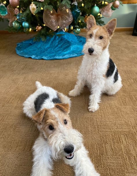 Wire Hair Fox Terrier Puppy | Linwood Wires | Ohio Wire Fox Terrier Puppies, Miniature Fox Terrier, Wire Fox Terriers, Dogs Portraits, Fox Terrier Puppy, Wire Haired Terrier, Wirehaired Fox Terrier, Wooster Ohio, Disabled Dog