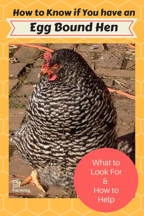 How do you know if you have an egg bound ;chicken? And what do you do if you have one? Know the answers. Egg binding can be fatal. Homesteading Supplies, Sick Chicken, Farming Animals, Best Laying Chickens, Laying Chickens Breeds, Urban Chicken Farming, Chicken Saddle, Backyard Coop, Chicken Incubator