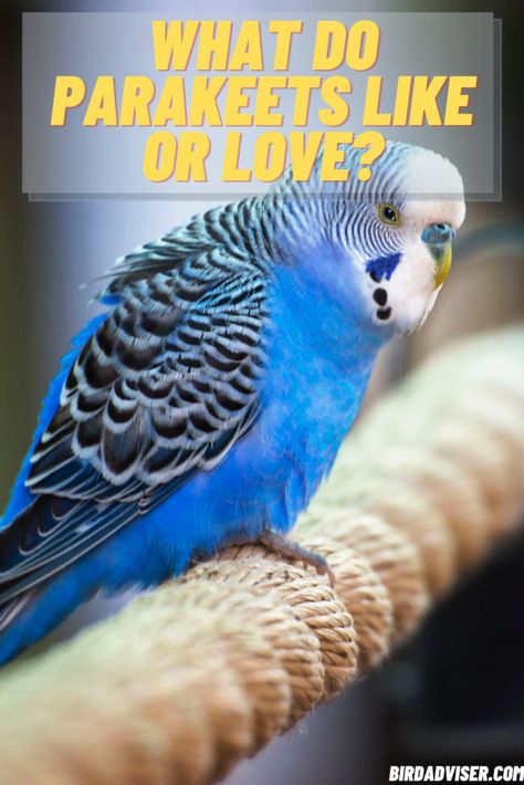 In this article, i have mentioned information on What Do Parakeets Like or What Do Parakeets Love? I have given info on food, toys, behaviors, and more. Budgie Tips, Fancy Parakeet, Pet Parakeet, Parakeet Care, Budgies Parrot, Tattoo Pet, Best Pet Birds, Budgie Bird, Pet Tattoos