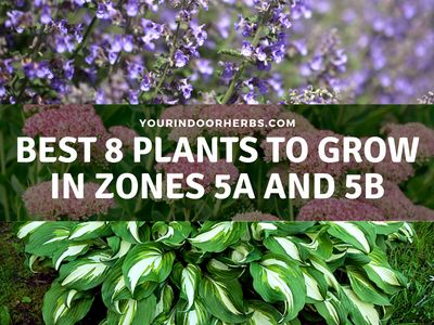 The 8 Best Plants to Grow in Zones 5a and 5b | Your Indoor Herbs and Garden Zone 5b Landscaping Front Yards, Zone 5 Landscaping Plans, Plants For Zone 5b Garden Ideas, Zone 5b Perennial Garden, 5b Growing Zone, Zone 5 Perennials Landscaping, Front Yard Landscaping Zone 5, Zone 5 Shade Garden, Zone 5 Garden Layout