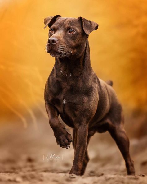 Pitbull Photography, Working Terrier, Fit Dogs, Patterdale Terrier, Dog Anatomy, Purebred Dogs, Pitbull Puppies, Large Dog Breeds, Sporting Dogs