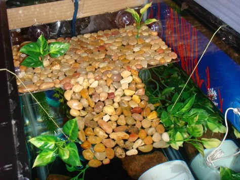 DIY Turtle dock, another idea for basking area until he gets big enough to need the whole tank filled with water Raising Tortoises, Turtle Basking Area, Aquatic Turtle Habitat, Turtle Tank Setup, Diy Turtle, Turtle Enclosure, Turtle Basking Platform, Turtle Dock, Turtle Terrarium