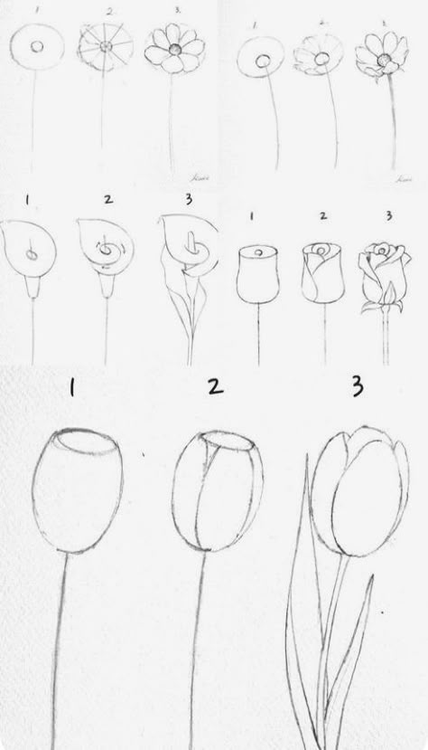 Steps To Draw Flowers, How To Draw Different Flowers Step By Step, Flower Painting Easy Step By Step, How To Draw Florals Step By Step, Flower Drawing Steps, Flower Drawing Simple Step By Step, Flower Sketches Simple Pencil, Easy Beginner Drawings Step By Step, Things To Paint Flowers