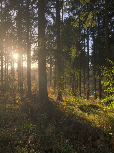 Peaceful Forest Aesthetic, Trees Forest Aesthetic, Sasha Aesthetic Core, Forest Light Aesthetic, Forest Trees Aesthetic, Sun Through Trees Aesthetic, Mira Core Aesthetic, Calm Forest Aesthetic, Summer Aesthetic Forest