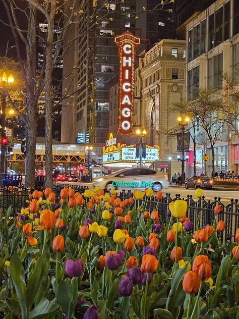 Chicago Flowers, Chicago Aesthetic, Walkable City, Chicago Pictures, Picture Places, My Kind Of Town, Spring Tulips, Chicago Illinois, Beautiful Scenery