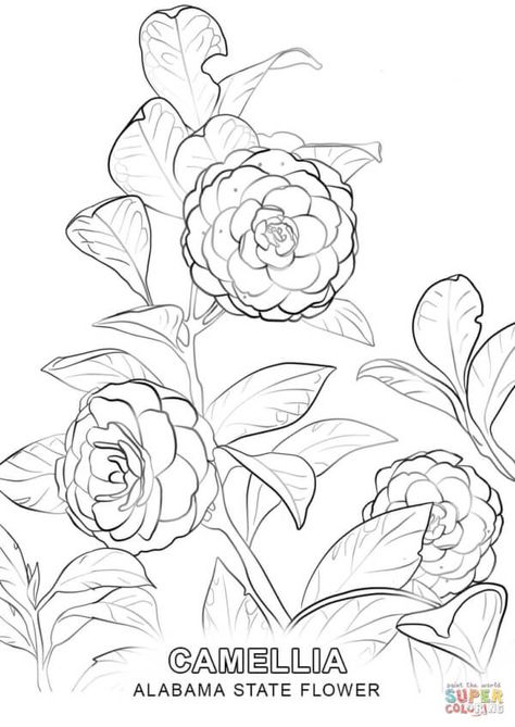 Japanese Camellia Flower Drawing, Camellia Flower Drawing, Camellia Drawing, Drawing Of Flowers, Japanese Camellia, Coloring Page Free Printable, Floral Line Art, Flower Line Drawings, Tree Coloring Page