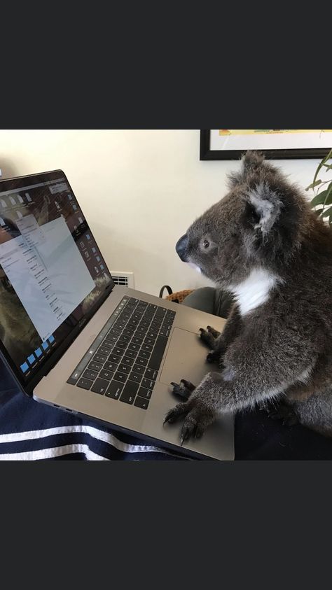 Funny Animal Pfp, Animal Pfp Funny, Koala Meme, Koala Funny, Koala Cute, Cute Koalas, Koala Marsupial, Funny Koala, Cute Koala Bear