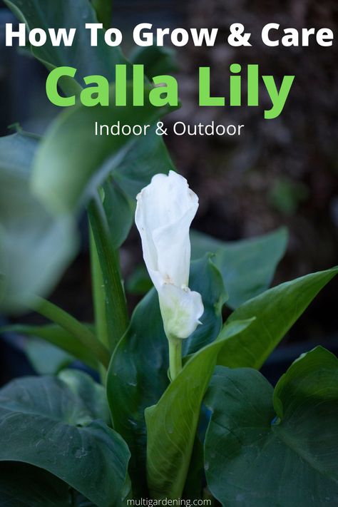 Complete guide on how to grow and care for Calla Lilies in containers and pots indoor as well as outdoor gardens Calla Lily Care Outdoor, Calla Lily Care, Cana Lillies, Side Landscaping, Lilly Plants, Calla Lily Bulbs, Lily Care, Arum Lily, Lily Bulbs